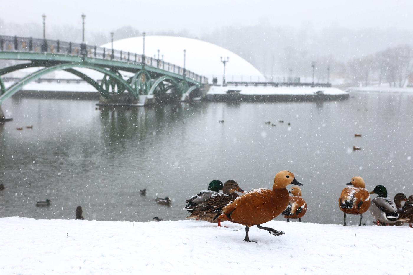 Синоптик рассказал москвичам, когда в столицу придёт настоящий зимний снег