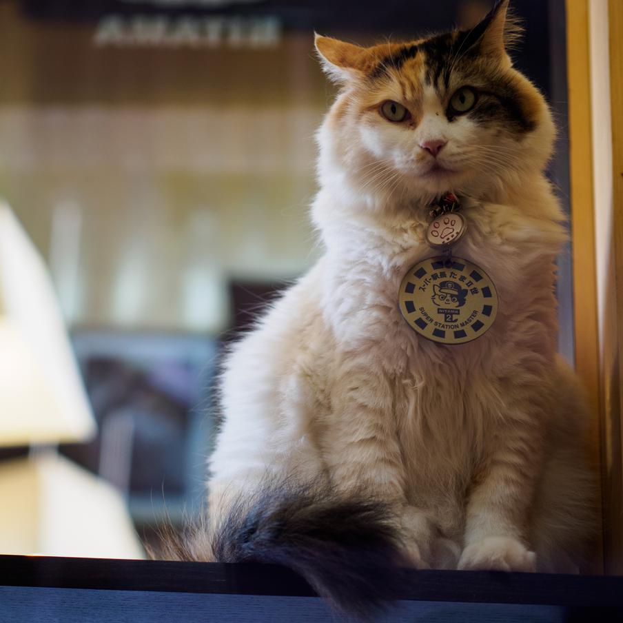 В Японии умерла знаменитая кошка-смотрительница железнодорожной станции Киси. Трёхцветная кошка Нитама, больше десяти лет занимавшая пост смотрительницы железнодорожной станции Киси в Японии, умерла в возрасте 15 лет. Ей уже подбирают преемника