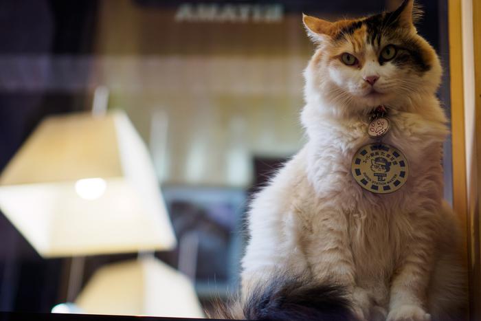 В Японии скончалась "работавшая" смотрительницей железнодорожной станции Киси кошка Нитама