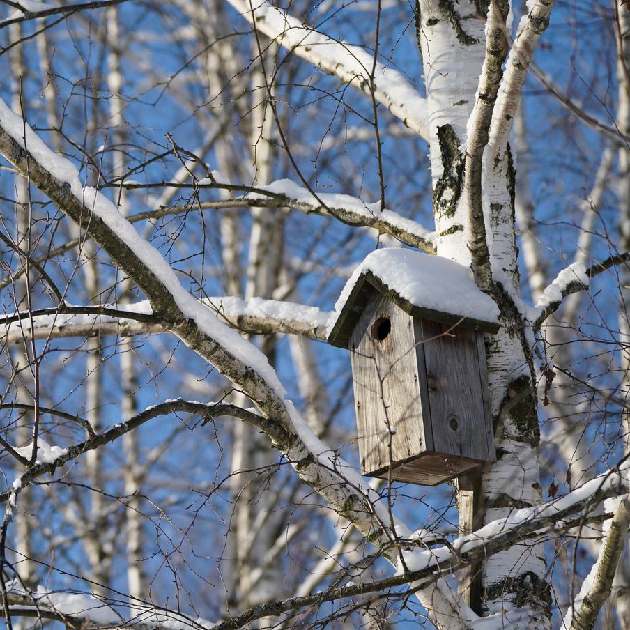 Якобы полностью исчезнувшие в Москве виды животных нашли в "Лосином острове". На территории национального парка "Лосиный остров" были обнаружены представители находящихся в Красной книге России видов флоры и фауны