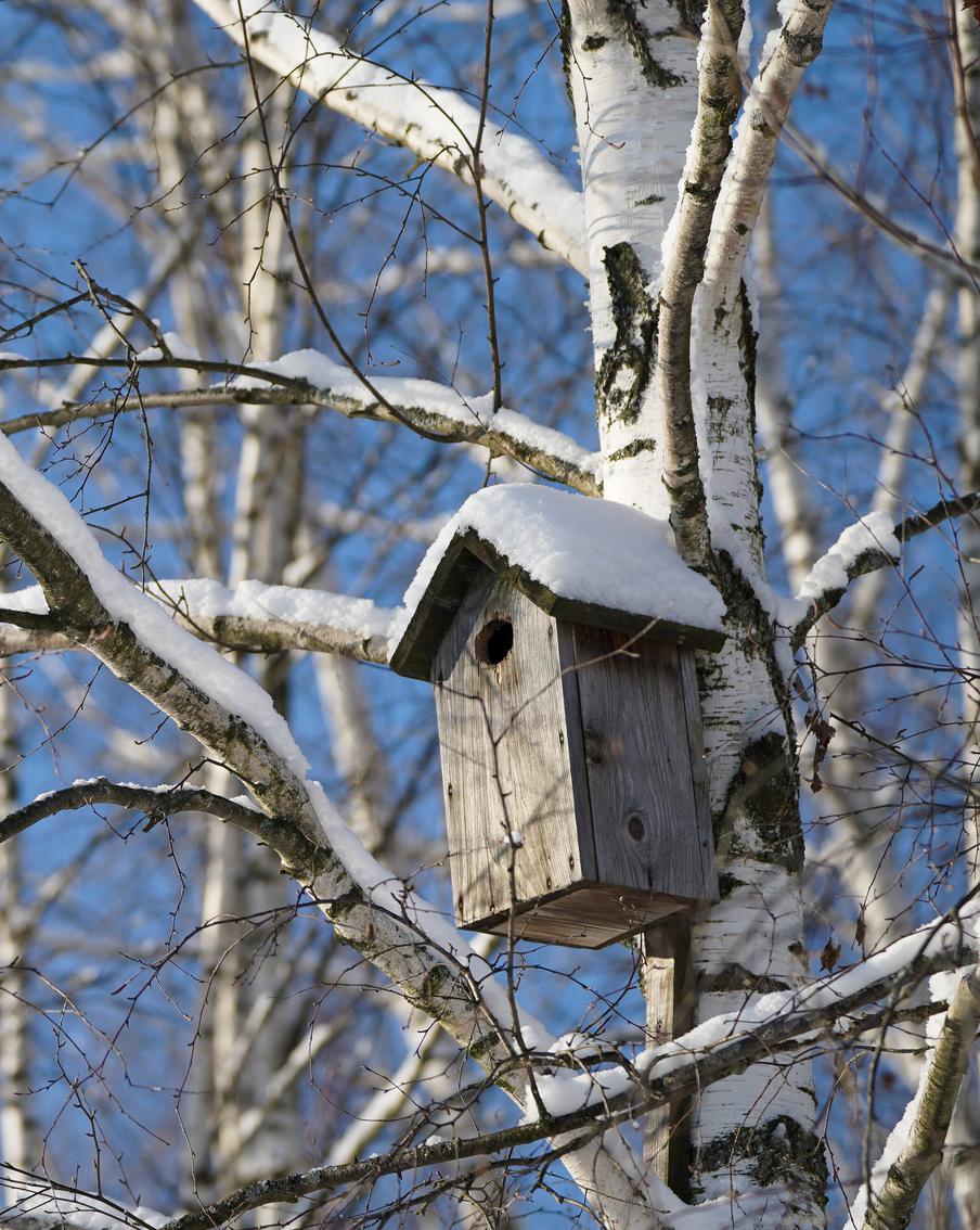 Якобы полностью исчезнувшие в Москве виды животных нашли в "Лосином острове". На территории национального парка "Лосиный остров" были обнаружены представители находящихся в Красной книге России видов флоры и фауны
