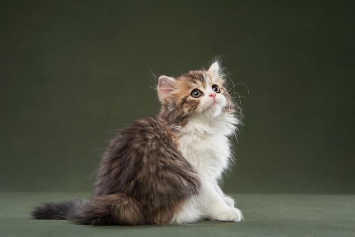 Всемирный день домашних животных: столичные питомцы стали фотогероями