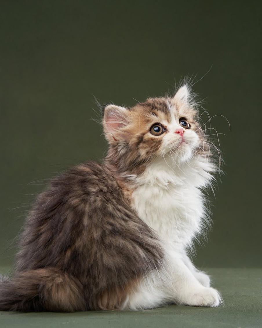 Всемирный день домашних животных: столичные питомцы стали фотогероями