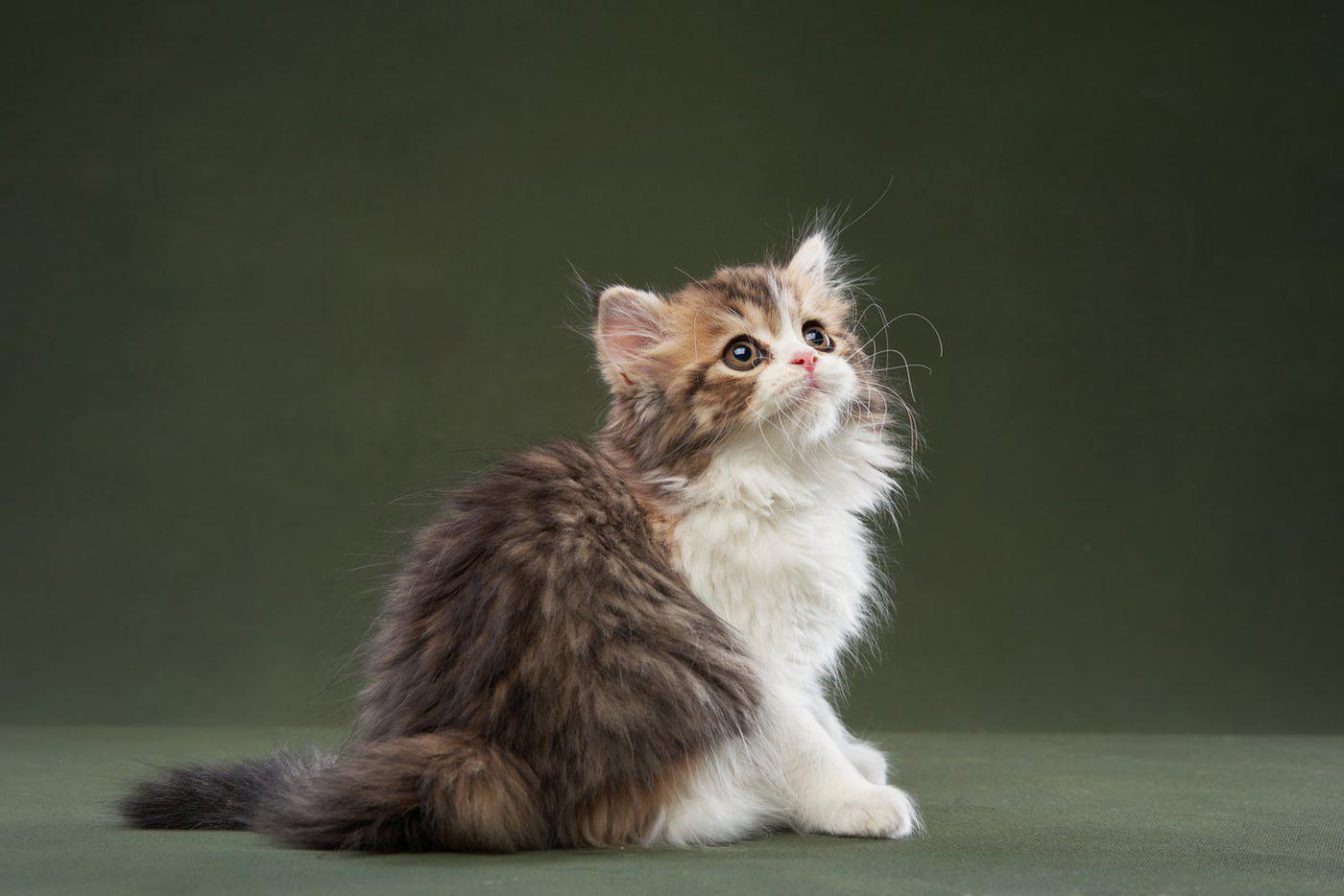 Всемирный день домашних животных: столичные питомцы стали фотогероями