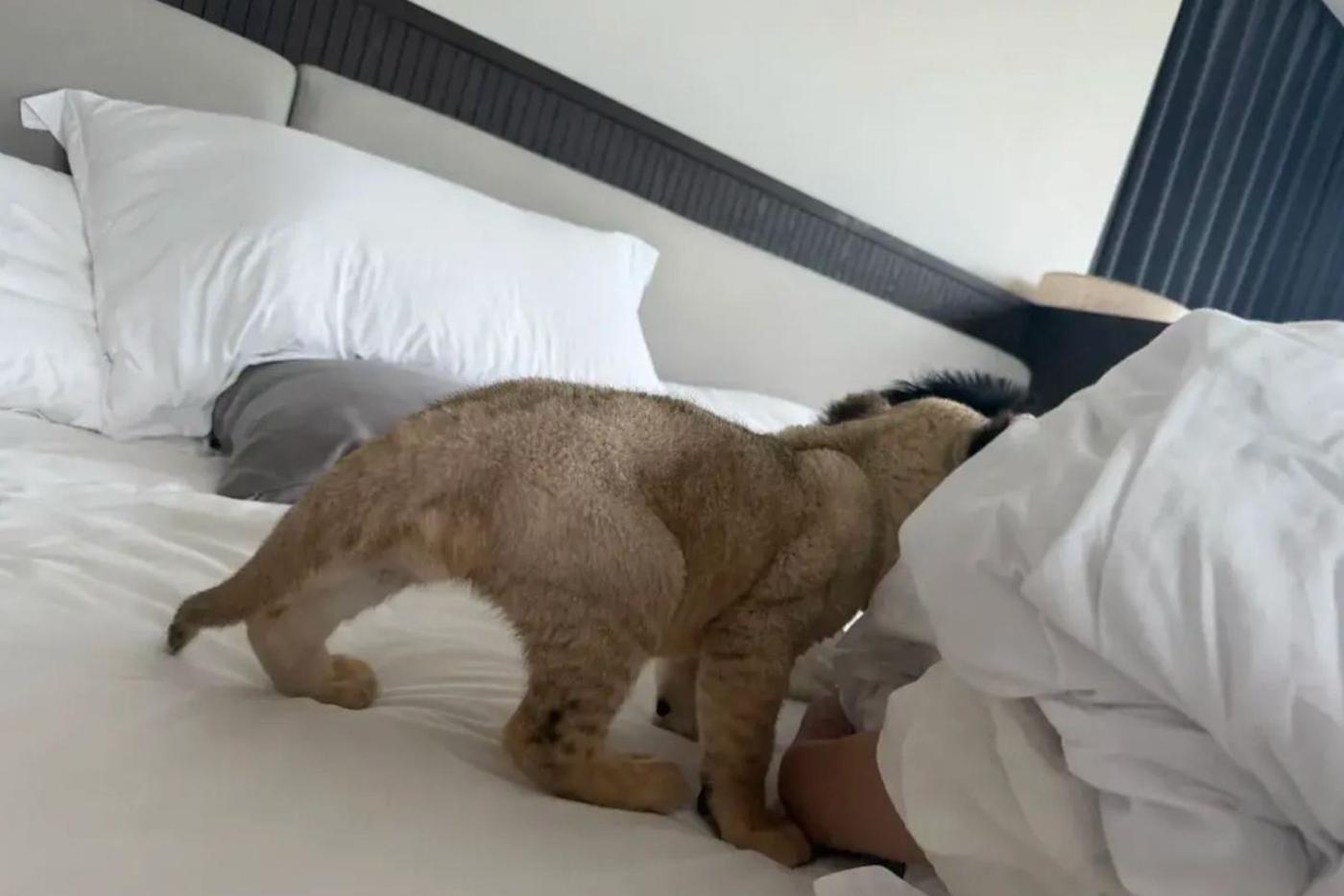 Сиджи действительно будит постояльцев: запрыгивает к ним в кровать, щекочет, требует к себе внимания и стаскивает одеяло.