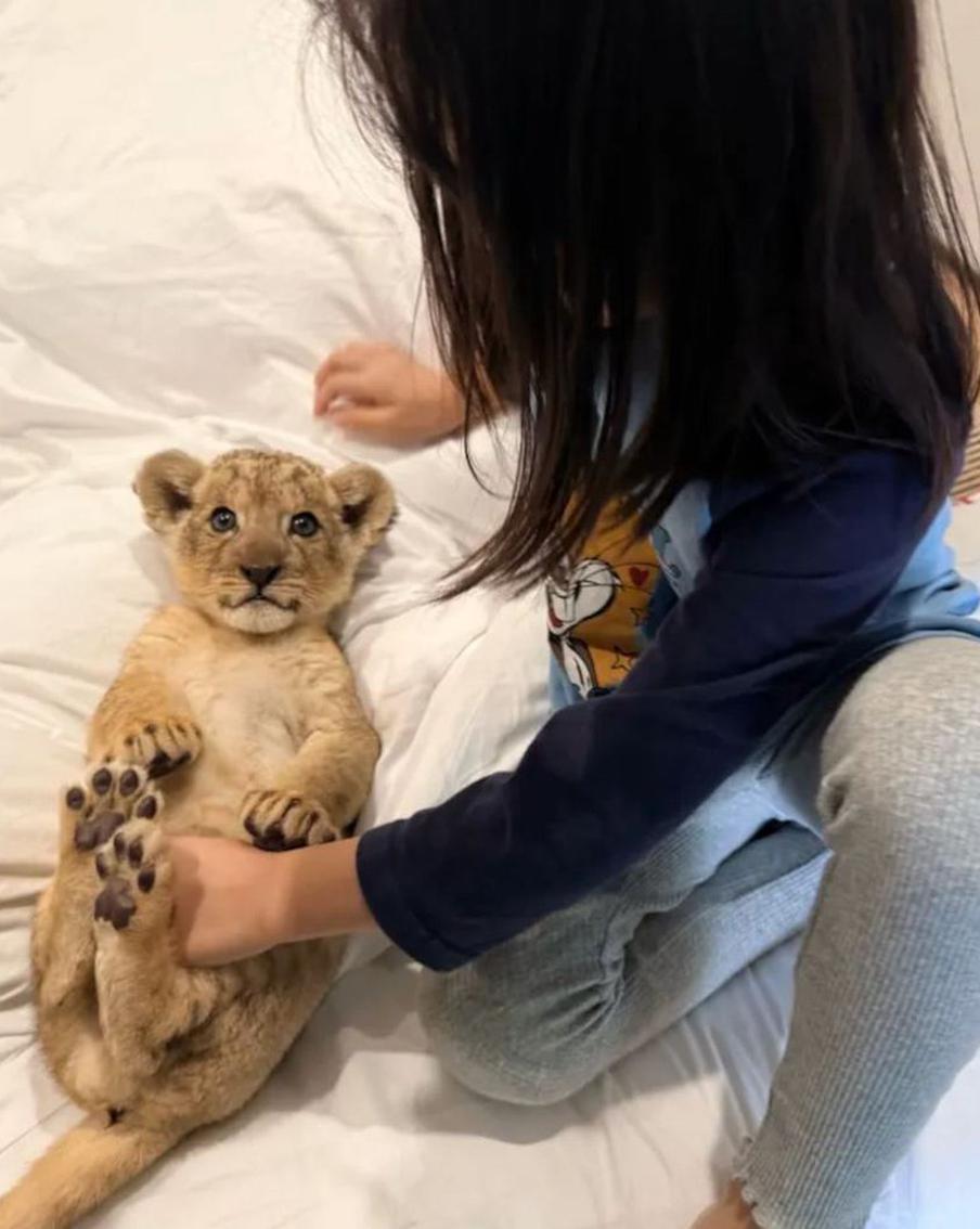 В китайских соцсетях вирусится "львёнок-будильник". Пока одни им восхищаются, другие приходят в бешенство