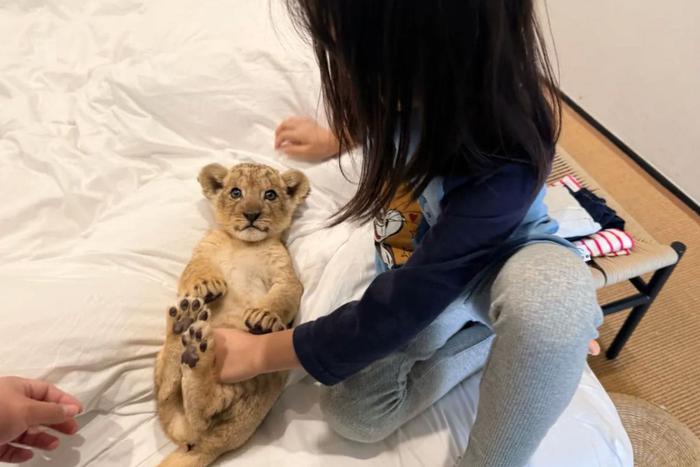 В китайских соцсетях вирусится "львёнок-будильник". Пока одни им восхищаются, другие приходят в бешенство