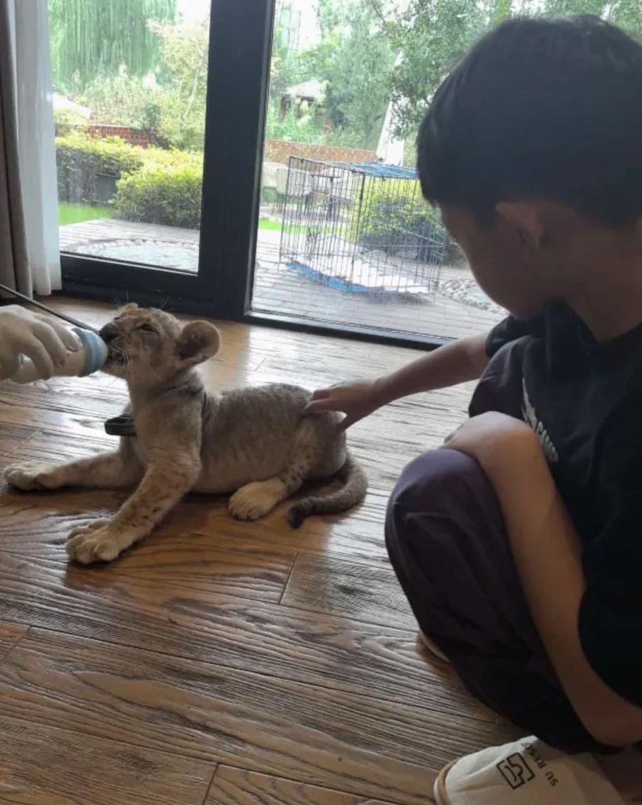 Львёнка можно покормить из бутылочки.