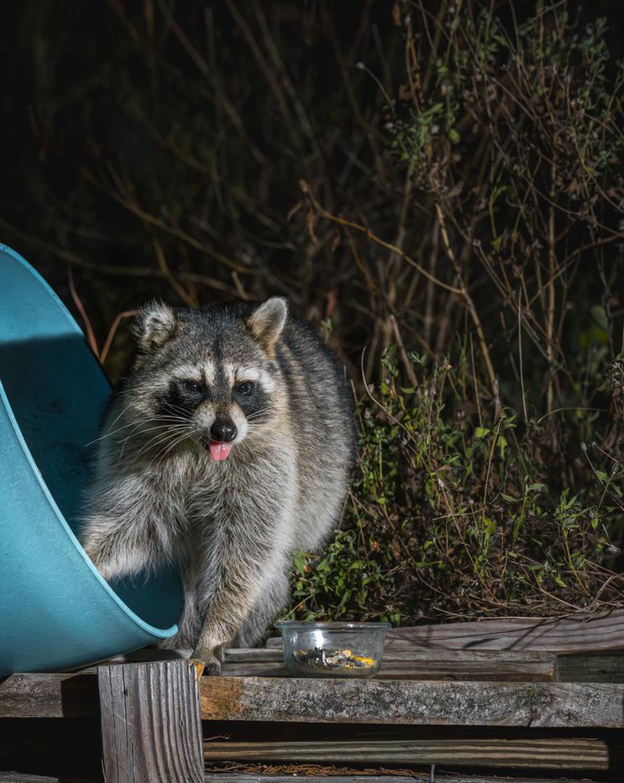 Пьяный енот был найден без сознания в магазине алкогольных напитков в Вирджинии. В штате Вирджиния спасатели обнаружили в туалете магазина алкогольных напитков енота в бессознательном состоянии. По их мнению, животное проникло в магазин и, добравшись до полок с алкоголем, попробовало несколько его видов. Енот был доставлен в приют для животных, где после нескольких часов сна он пришёл в себя