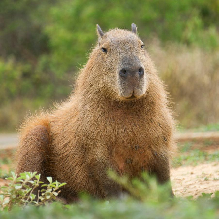 Мединский впервые познакомился с капибарами и планирует экскурсию. Помощник президента России Владимир Мединский рассказал, что до недавнего времени не знал, что капибара – это настоящее животное. После рассказа дочери он планирует вместе с ней посетить экскурсию к капибарам и увидеть их вживую