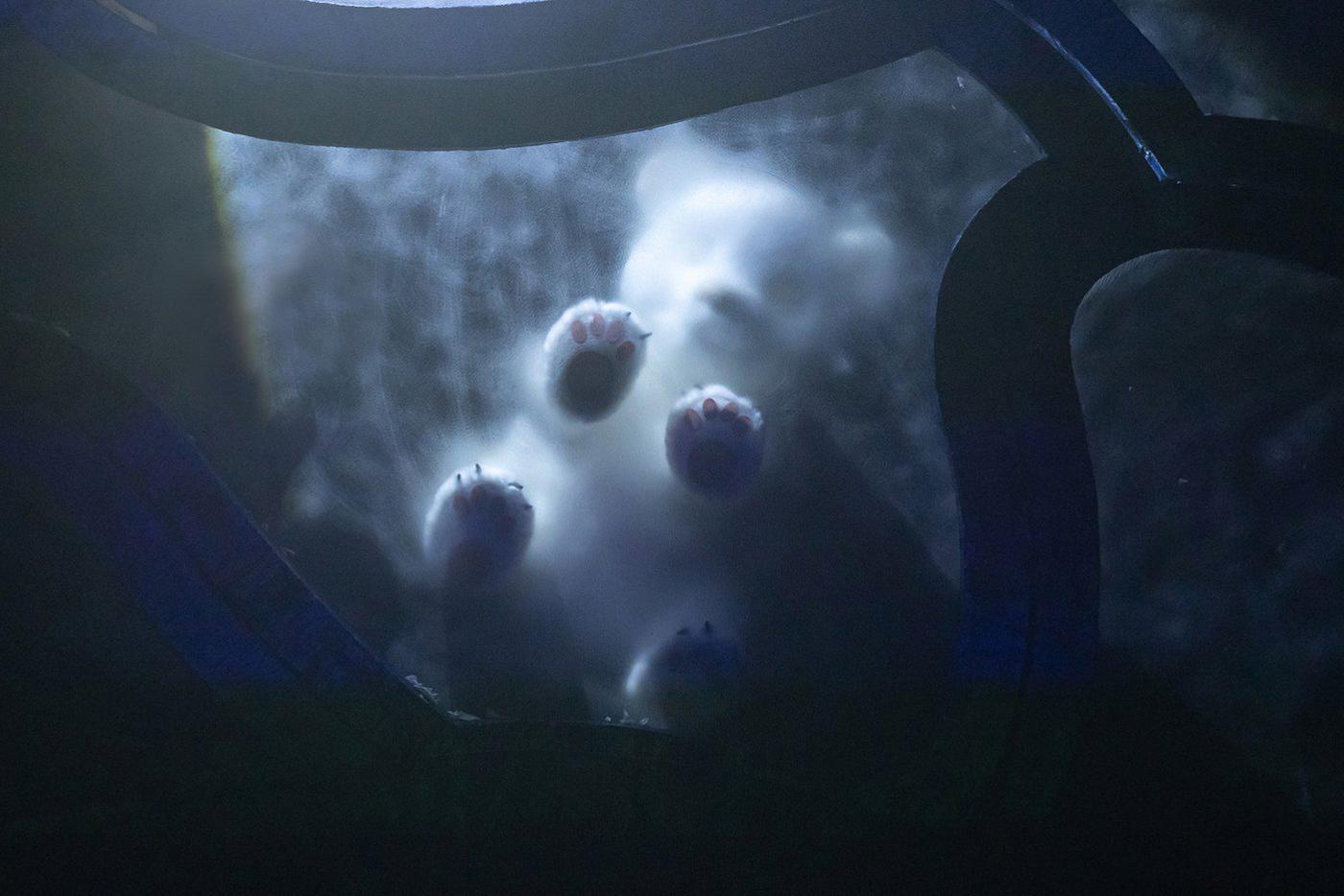 Премьера спектакля "Умка" пройдёт 10 декабря.