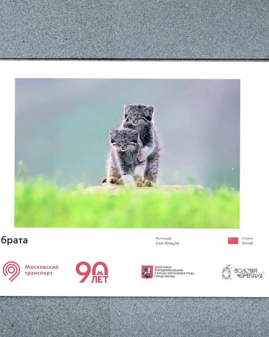 Выставка лучших работ Международного фестиваля дикой природы открылась в переходе столичного метрополитена.