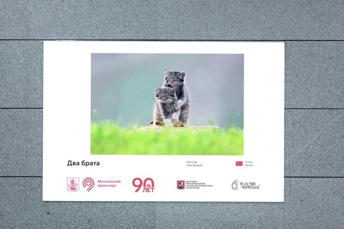 Выставка лучших работ Международного фестиваля дикой природы открылась в переходе столичного метрополитена.