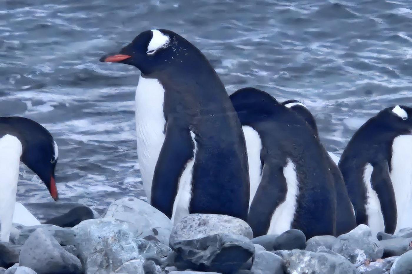 Местные жители 