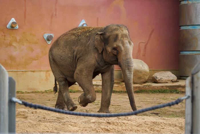 Онлайн-трансляции из Московского зоопарка: наблюдение за животными в реальном времени