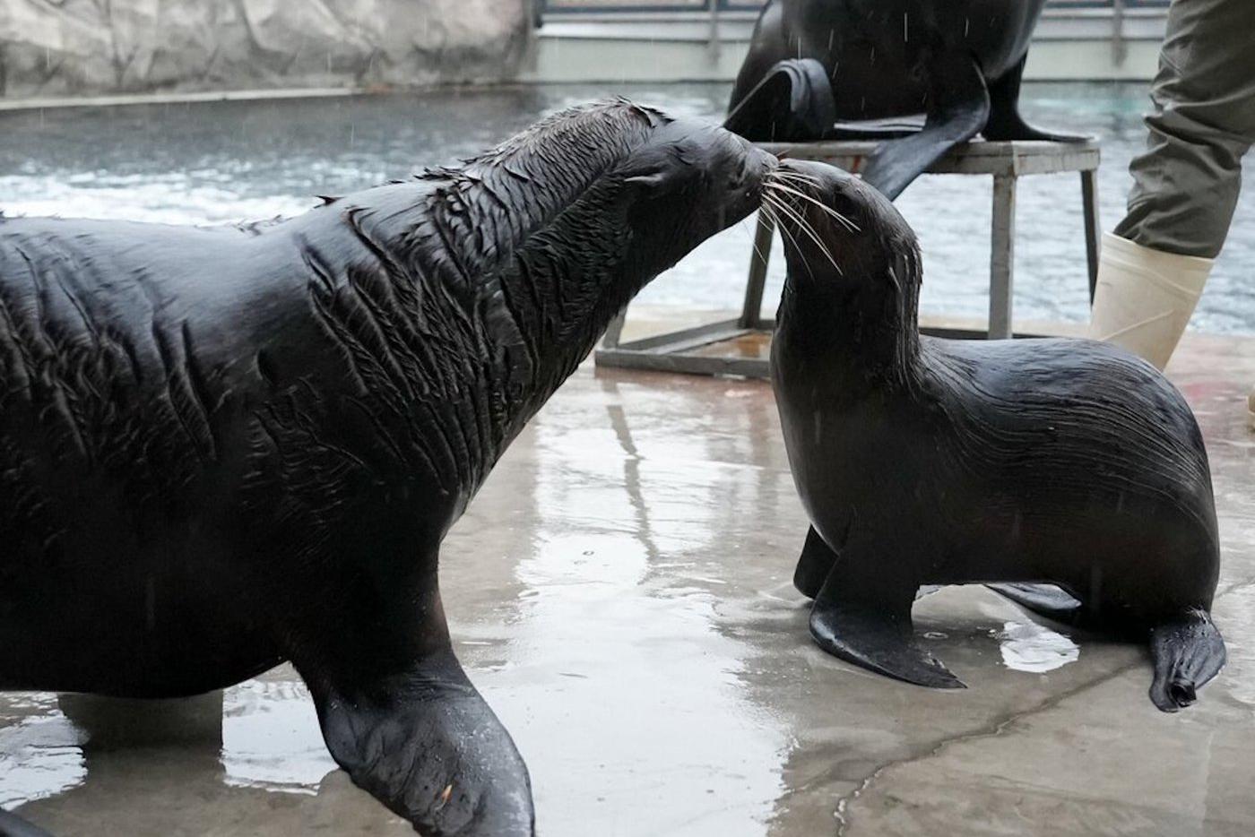 Детеныш северного морского котика Снарк с матерью в вольере Московского зоопарка.