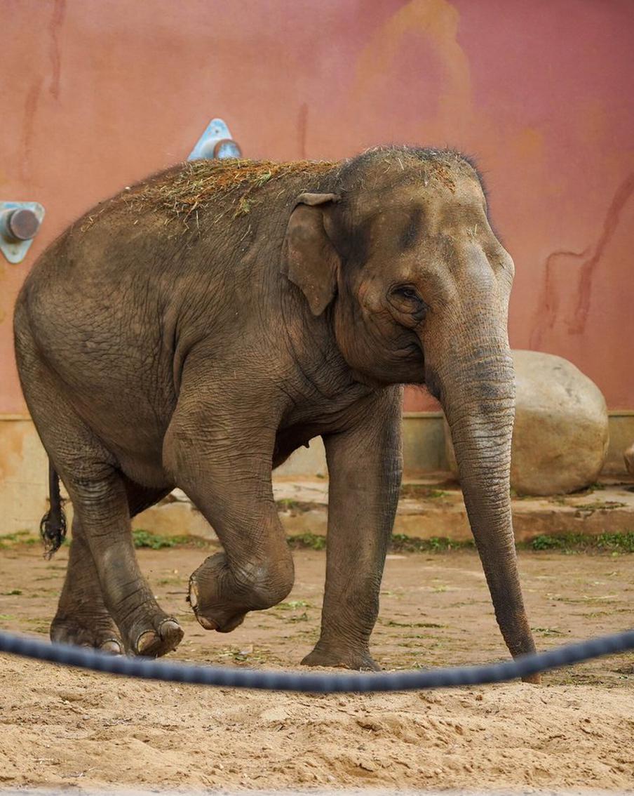 Онлайн-трансляции из Московского зоопарка: наблюдение за животными в реальном времени