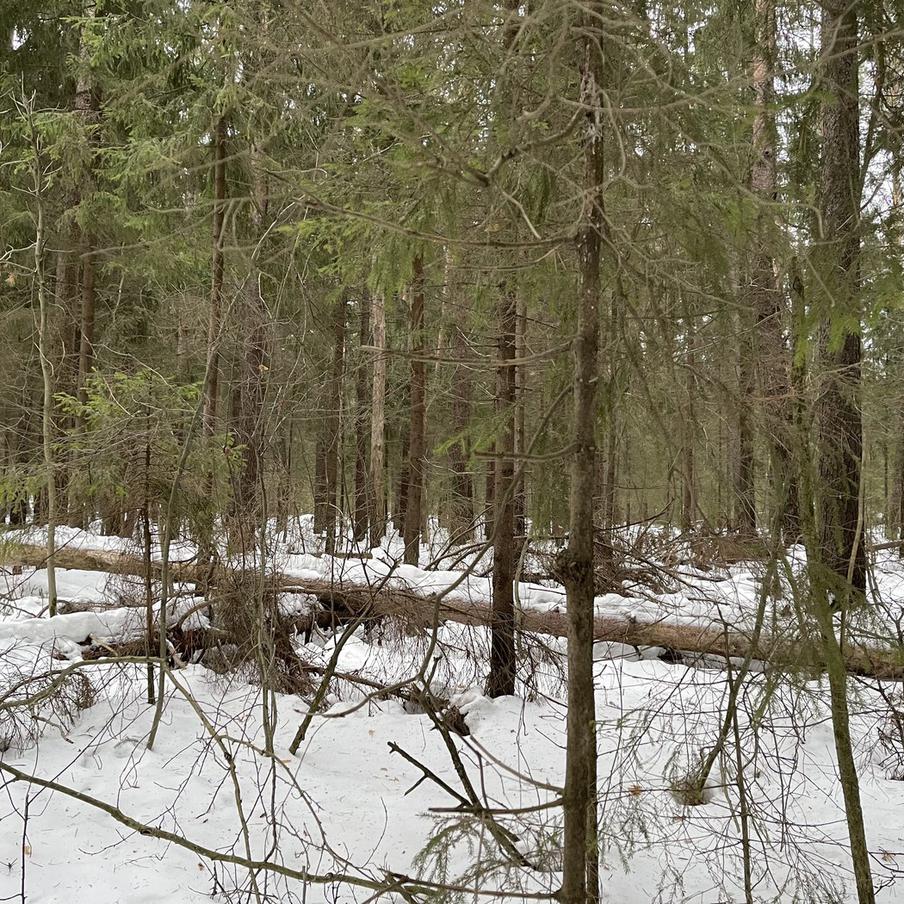 Снег лёг на центр России: где уже образовались сугробы. В центральных регионах страны установился устойчивый снежный покров. Москва и Подмосковье полностью перешли на зимний режим, а в отдельных областях сугробы достигли значительной высоты