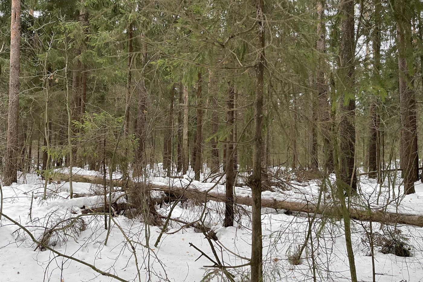 Снег лёг на центр России: где уже образовались сугробы