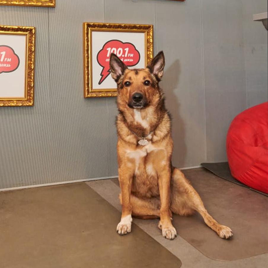 собака Умка собака Умка