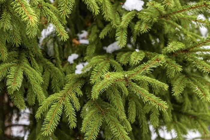 Масштабное озеленение проведут на севере, северо-западе и западе Москвы
