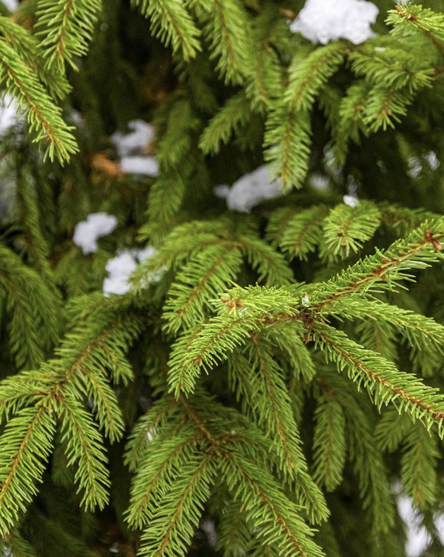 Масштабное озеленение проведут на севере, северо-западе и западе Москвы