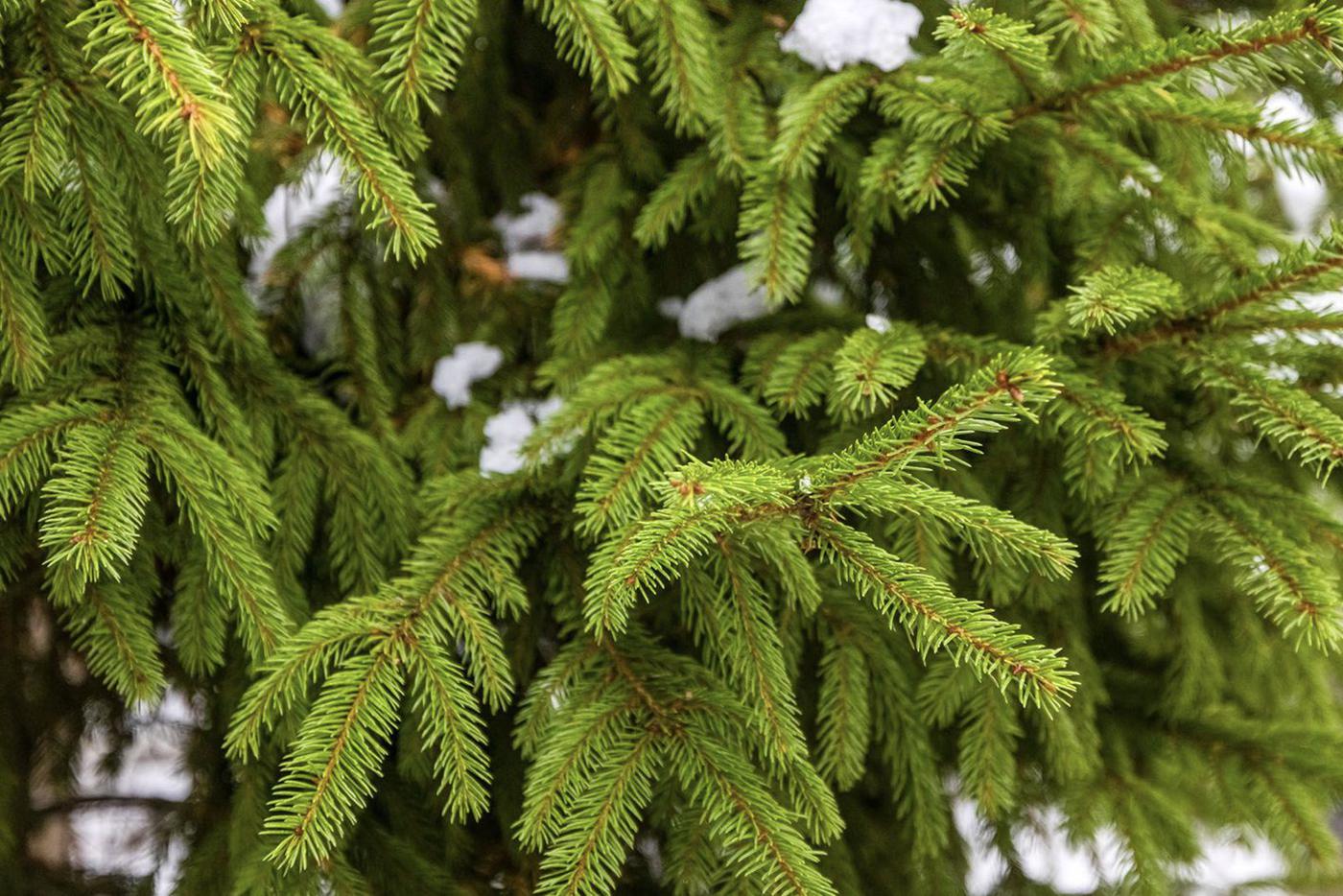 Масштабное озеленение проведут на севере, северо-западе и западе Москвы
