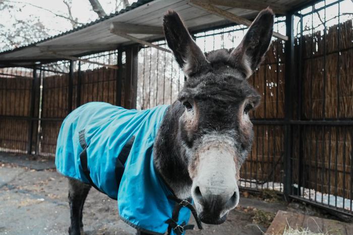 После службы на передовой ослик Жорик обрёл новый дом в Московском зоопарке
