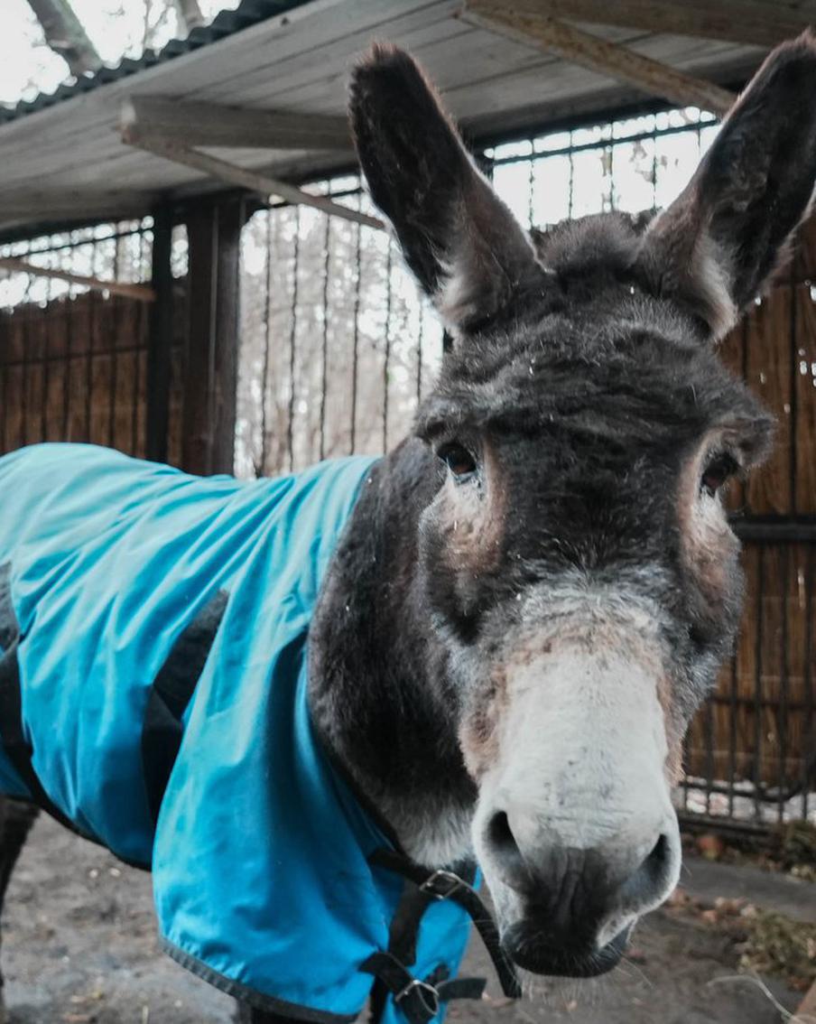 После службы на передовой ослик Жорик обрёл новый дом в Московском зоопарке