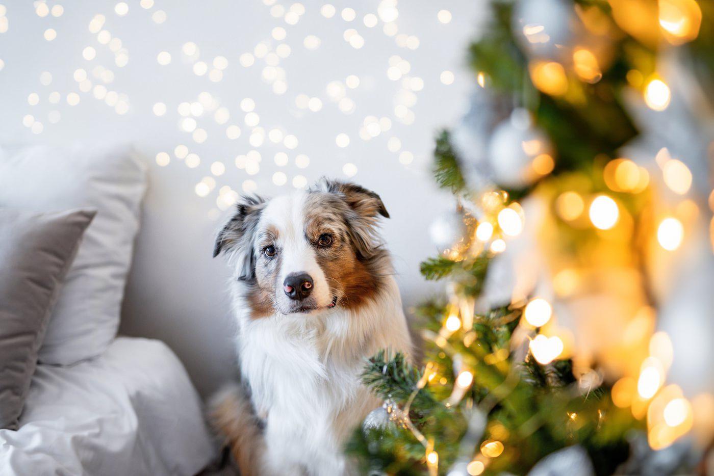 Салюты, гости и суета: как помочь собаке спокойно пережить Новый год