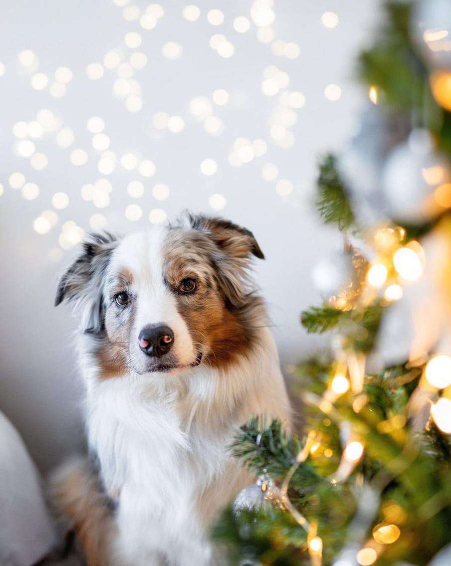 Новый год без стресса: как защитить собаку от салютов и суеты