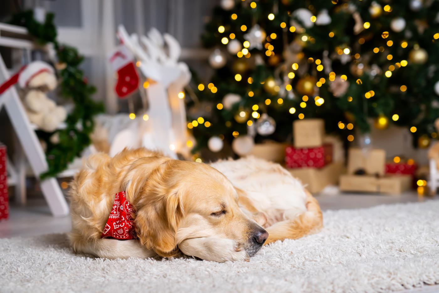 Адресник, чип, укрытие и правильные прогулки – простые меры, которые помогут вашему питомцу.