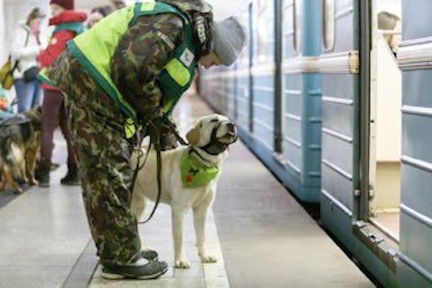 Ещё 40 собак-проводников прошли подготовку в метро в этом году