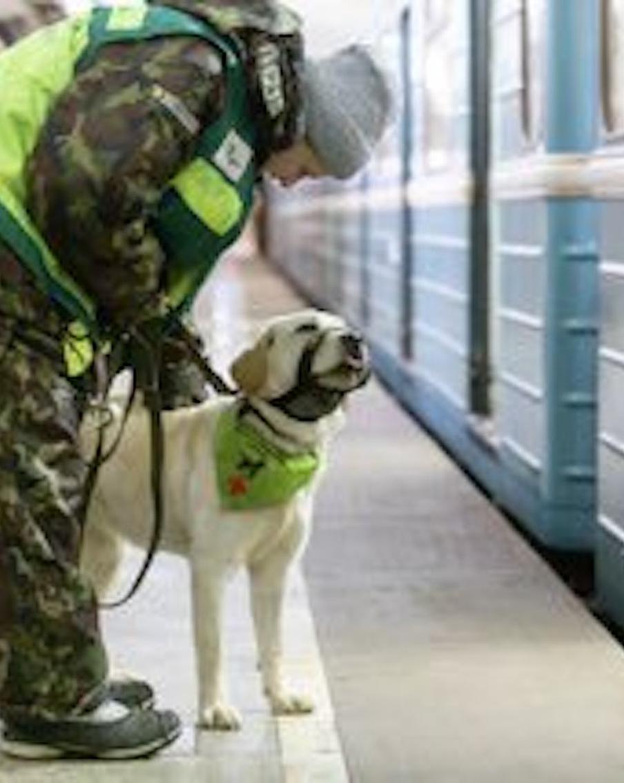 Ещё 40 собак-проводников прошли подготовку в метро в этом году
