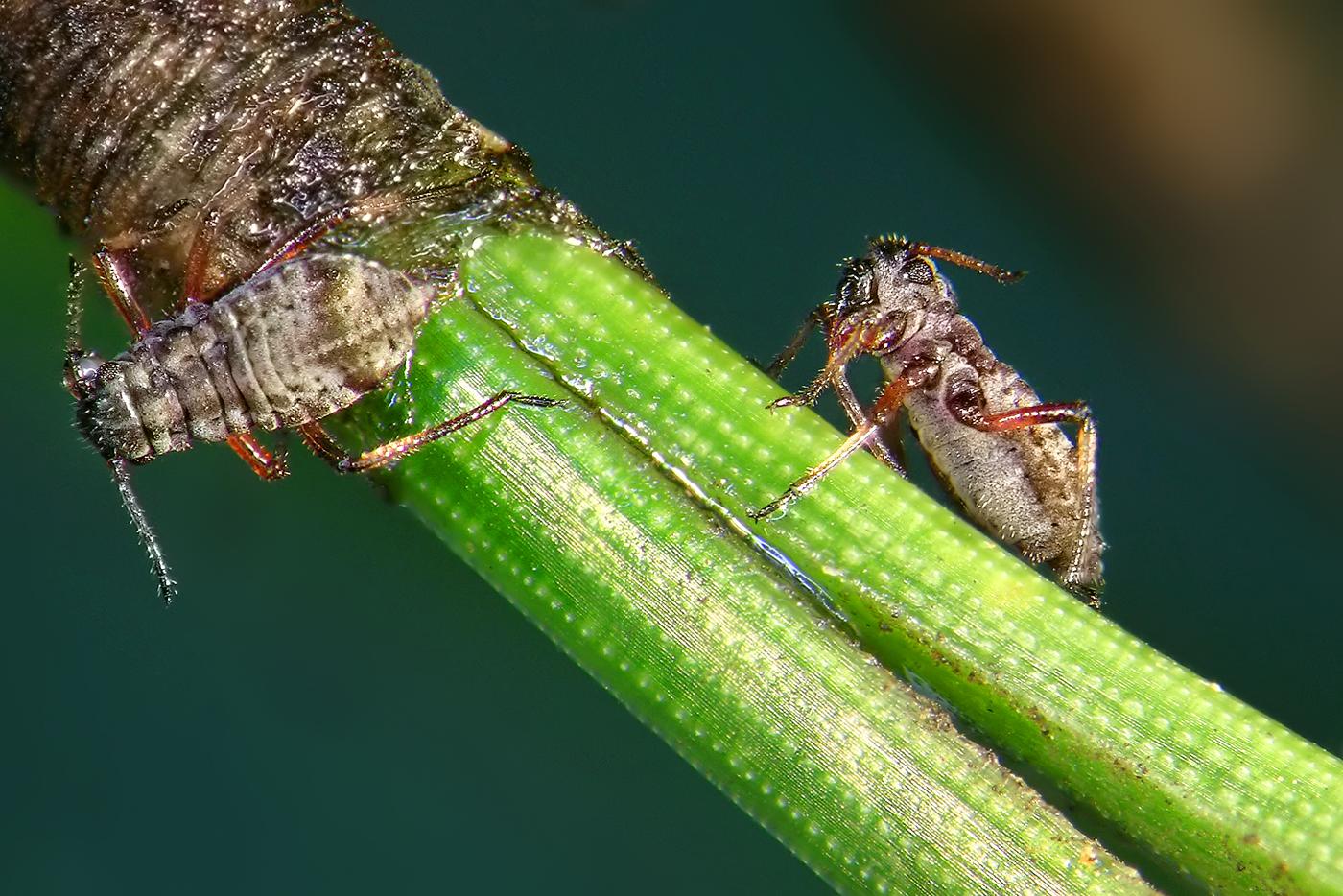 Вот кто на самом деле обитает на ёлках – тля