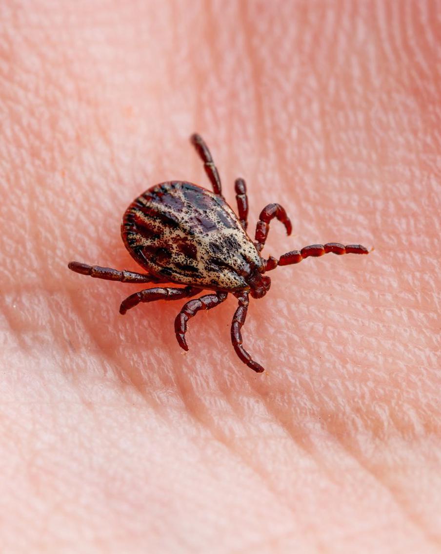 Стала известна правда о клещах из новогодних ёлок – опасны они или нет