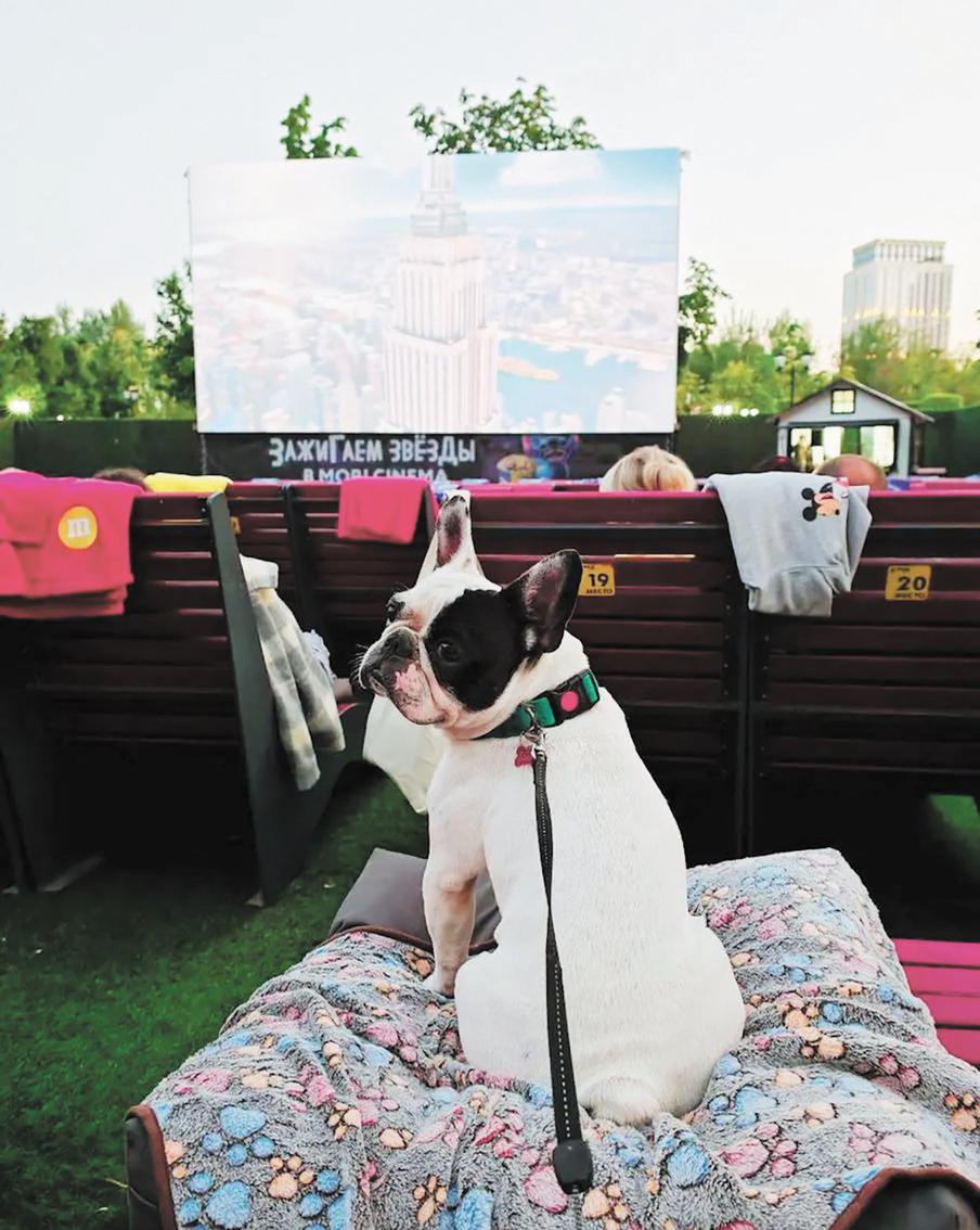 Самый брутальный бульдог на районе стал внештатным сотрудником газеты Metro Москва с каждым годом становится всё более dog-friendly. В 2025 году в парке "Остров Мечты" даже открылся кинотеатр для собак. Писать репортаж о нём мы отправили бульдога Лёшу, и он блестяще справился с редакционным заданием. Наш корреспондент признался, что сначала волновался, но потом его почесали за ушком, и он расслабился.