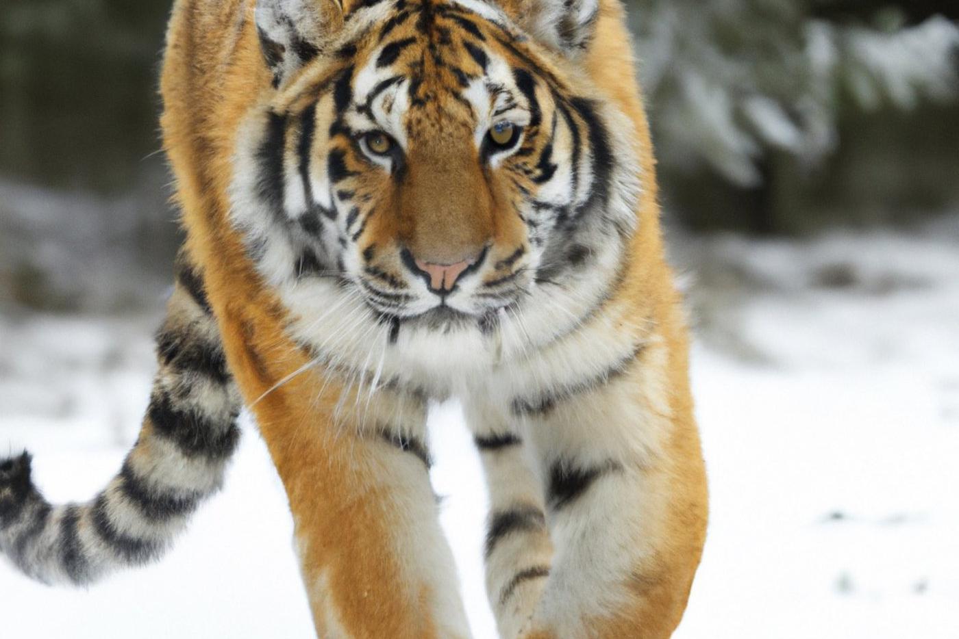 Специалисты выпустили на волю нападавшего на собак в Приморском крае тигра