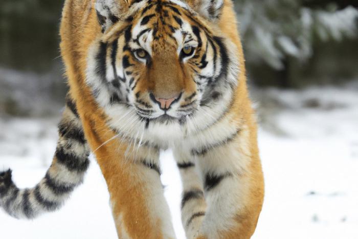 Специалисты выпустили на волю нападавшего на собак в Приморском крае тигра