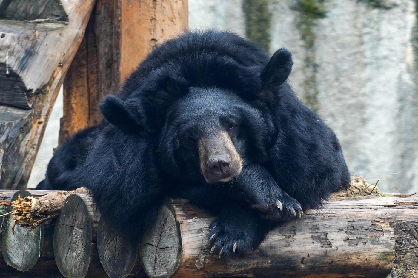 Гималайский медведь Вася впервые впал в спячку в Московском зоопарке