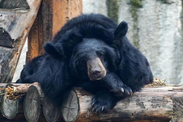 Гималайский медведь Вася впервые впал в спячку в Московском зоопарке