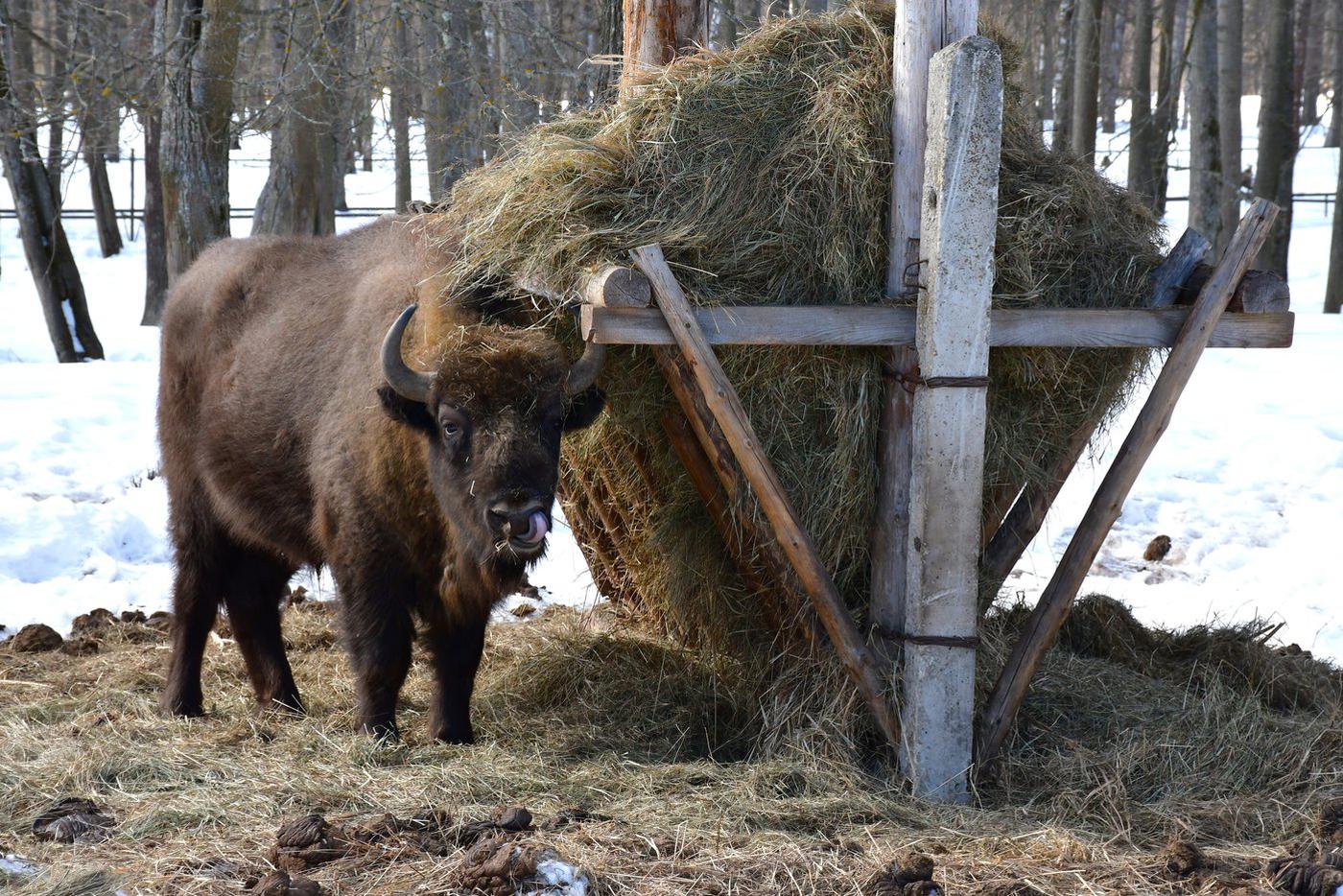 Приокско-террасный заповедник.