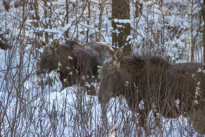 Рассказываем, куда стоит поехать на новогодние праздники, если вы хотите провести время на природе