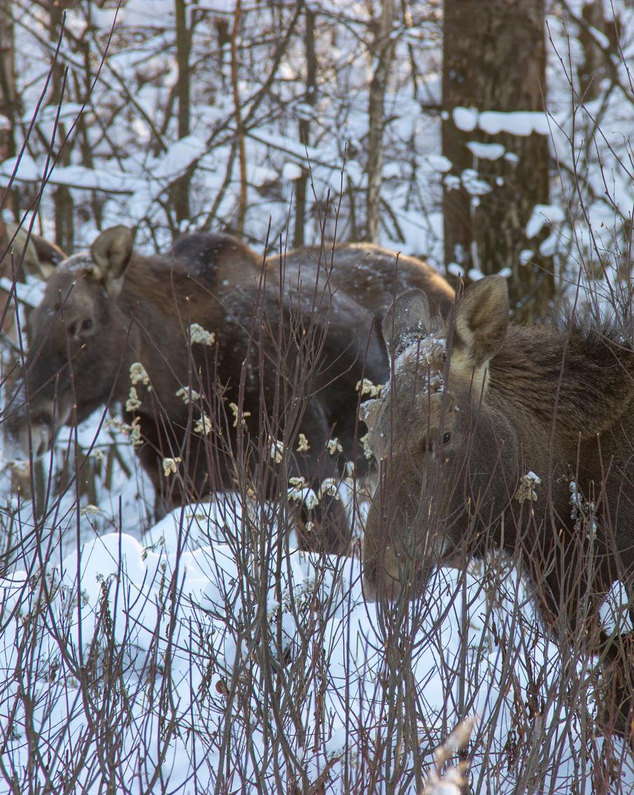 Рассказываем, куда стоит поехать на новогодние праздники, если вы хотите провести время на природе