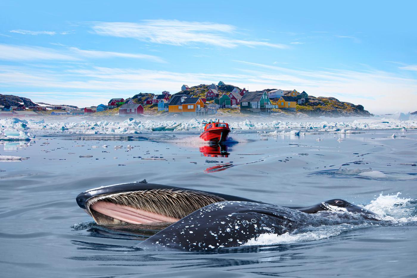 Какую позицию заняли европейские страны по Гренландии