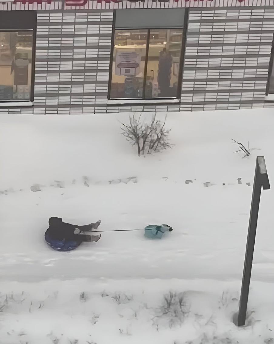 Собачья упряжка.