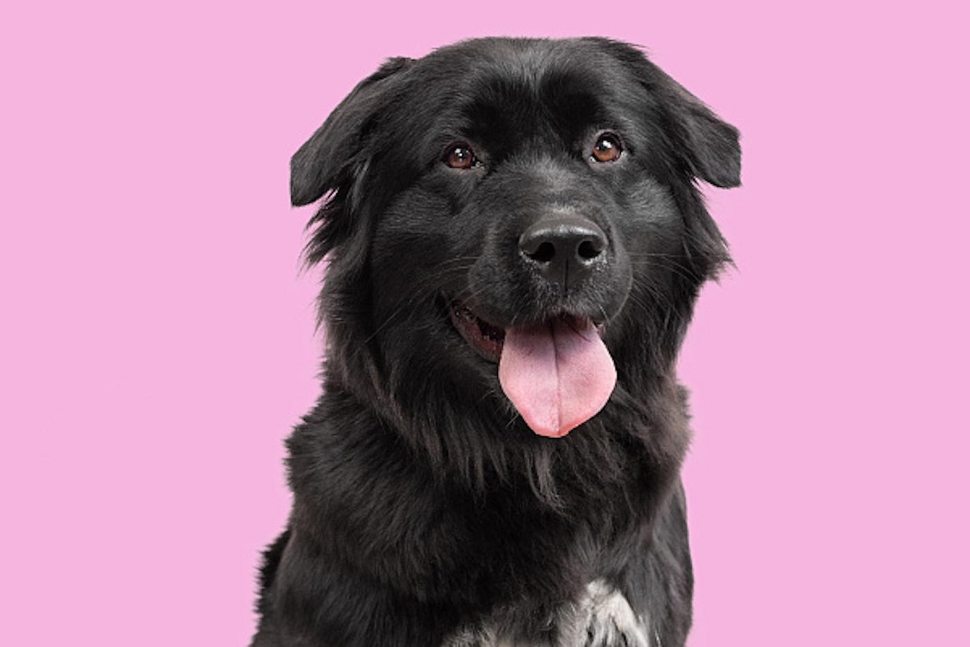 Фотографы рассказали о фотосессии с животными из проекта "Моспитомец"