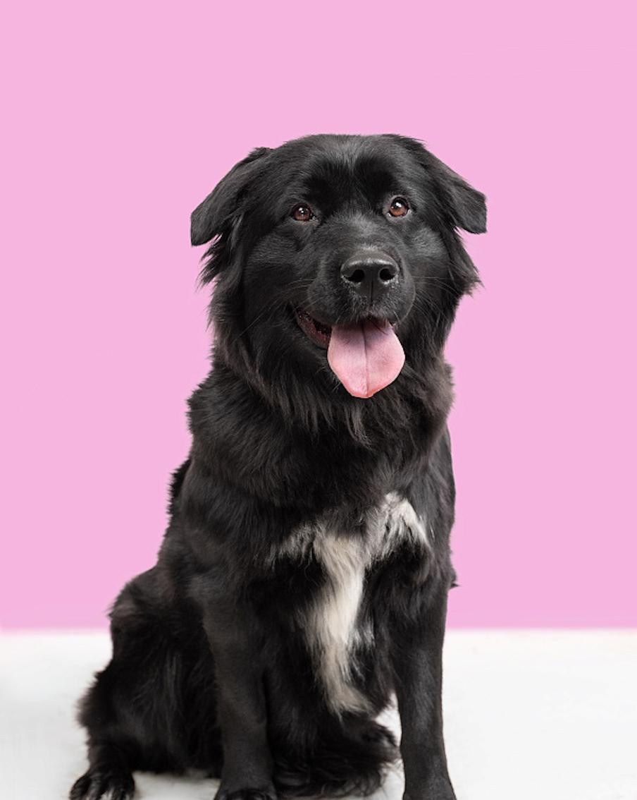 Как животные из проекта "Моспитомец" стали участниками фотосессии