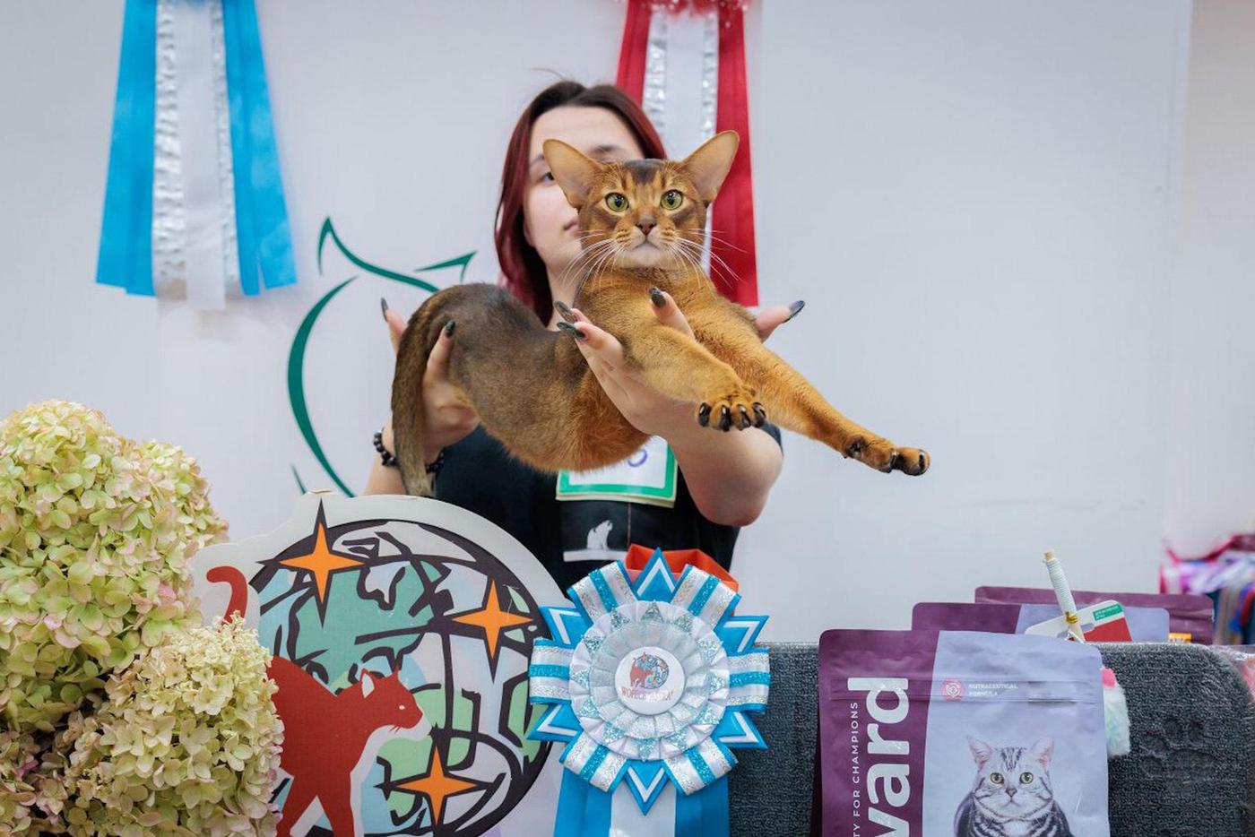 Харизма, грация, целеустремлённый взор и растяжка, которой позавидовали бы в любой студии пилатеса, – вот качества победителя.