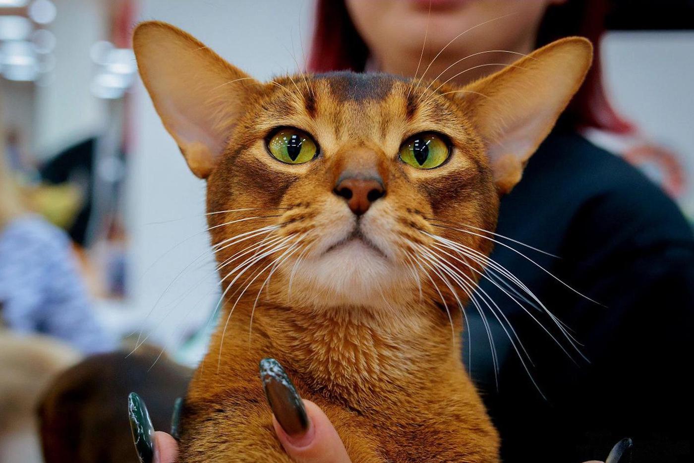 Самый красивый кот в мире живёт в Москве: как абиссинец Далмоша стал звездой